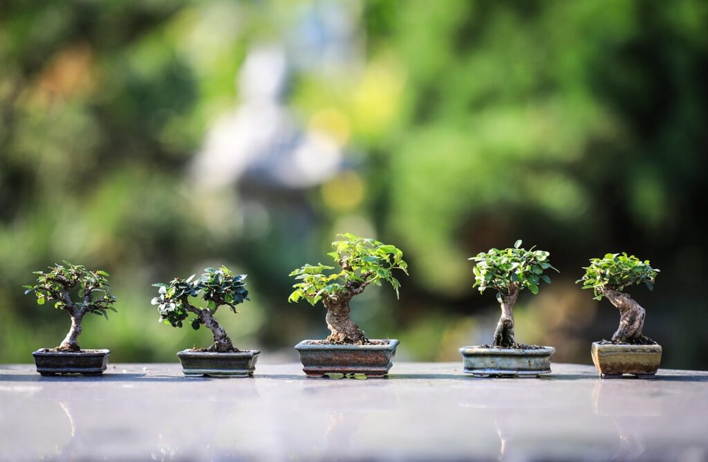 Choosing Your First Bonsai Tree 1