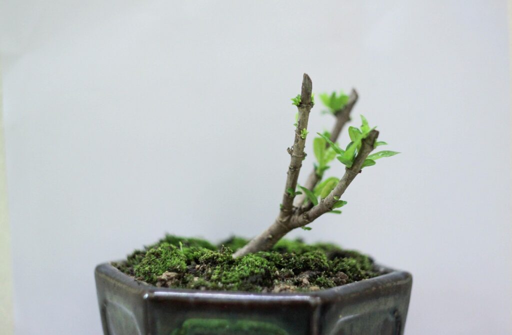 Choosing Your First Bonsai Tree 1