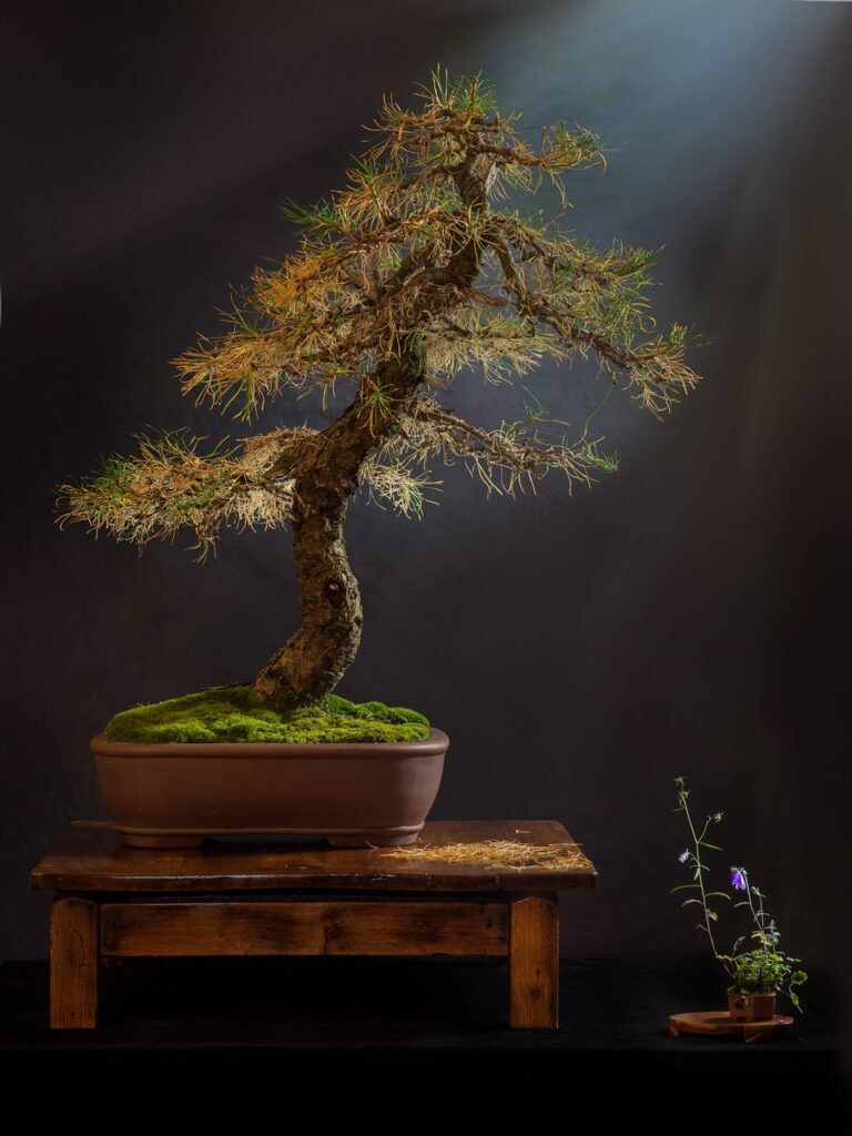 Choosing Your First bonsai Tree