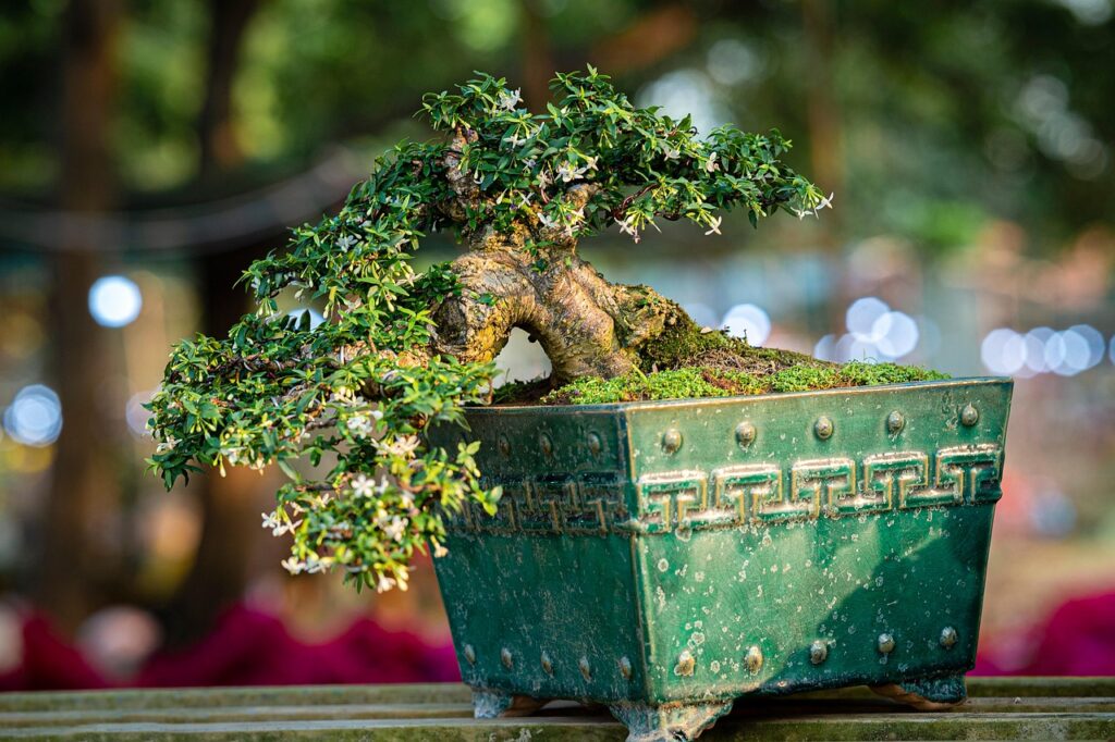How to Start a Backyard Bonsai