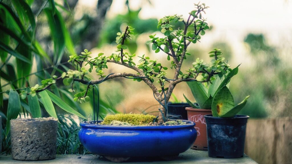 How to Start a Backyard Bonsai