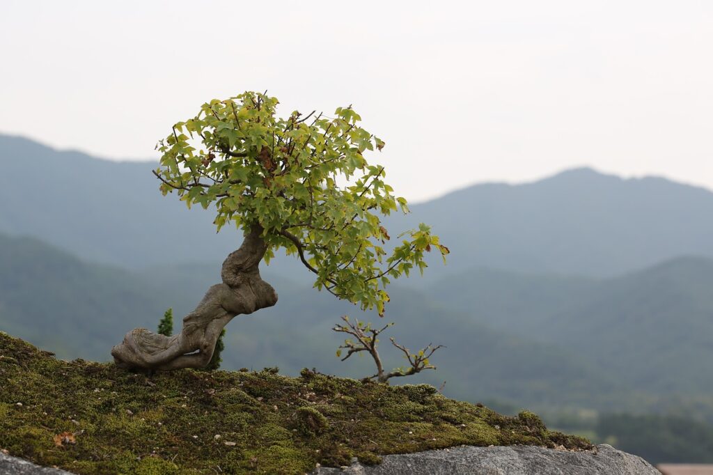 How to Start a Backyard Bonsai