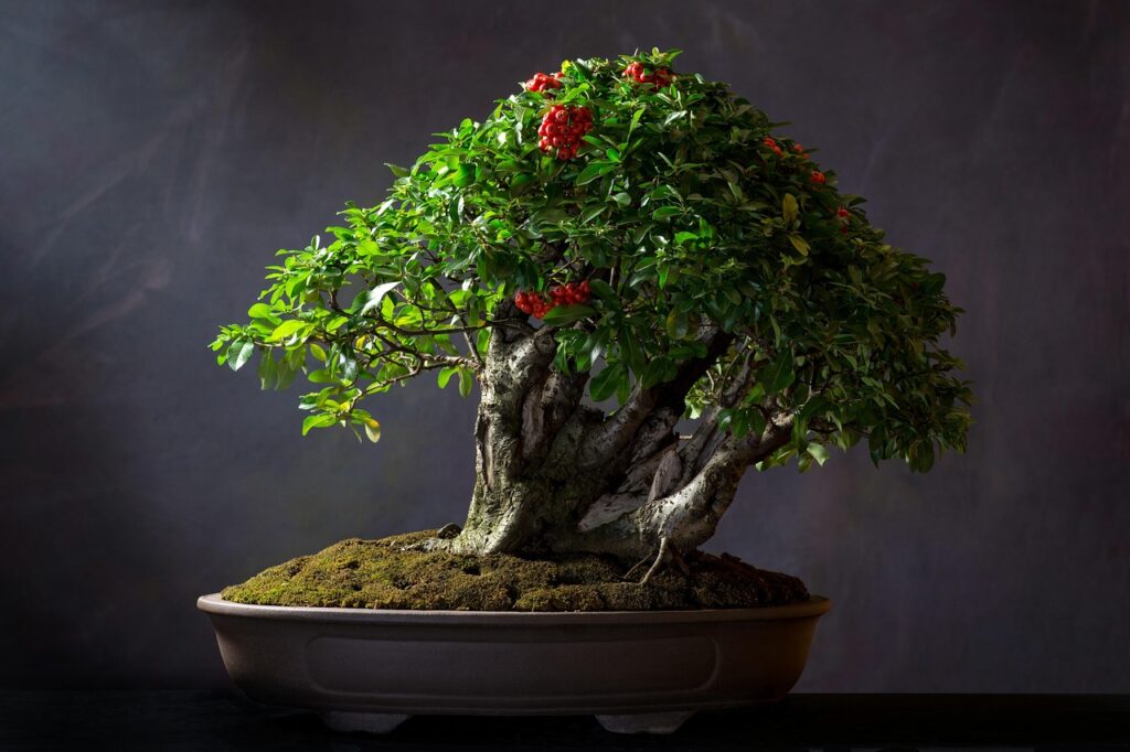 What is Bonsai: What makes a tree a bonsai