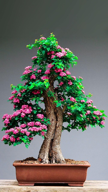 Bonsai Guides 2