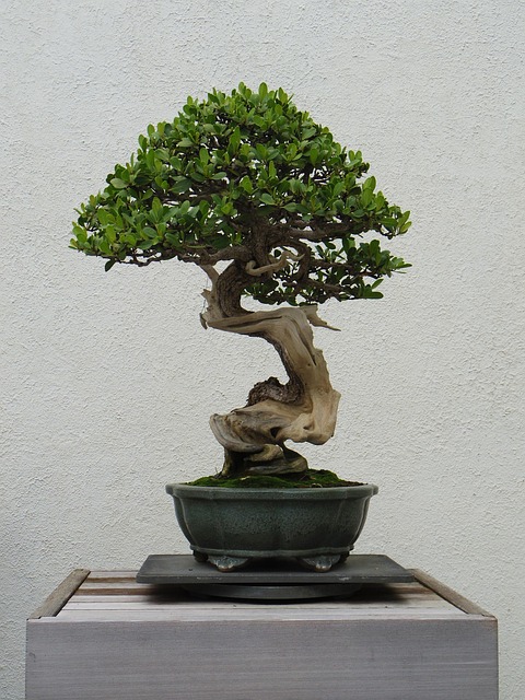 Bonsai Guides 2