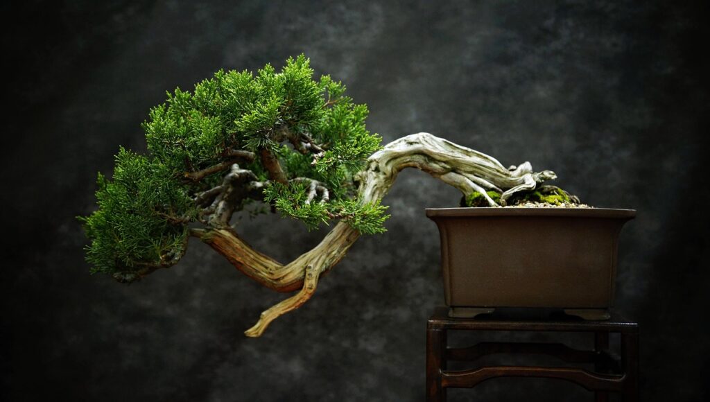 Bonsai Styles - Cascade