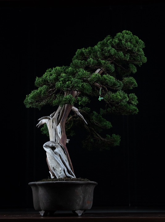Bonsai Styles - Driftwood