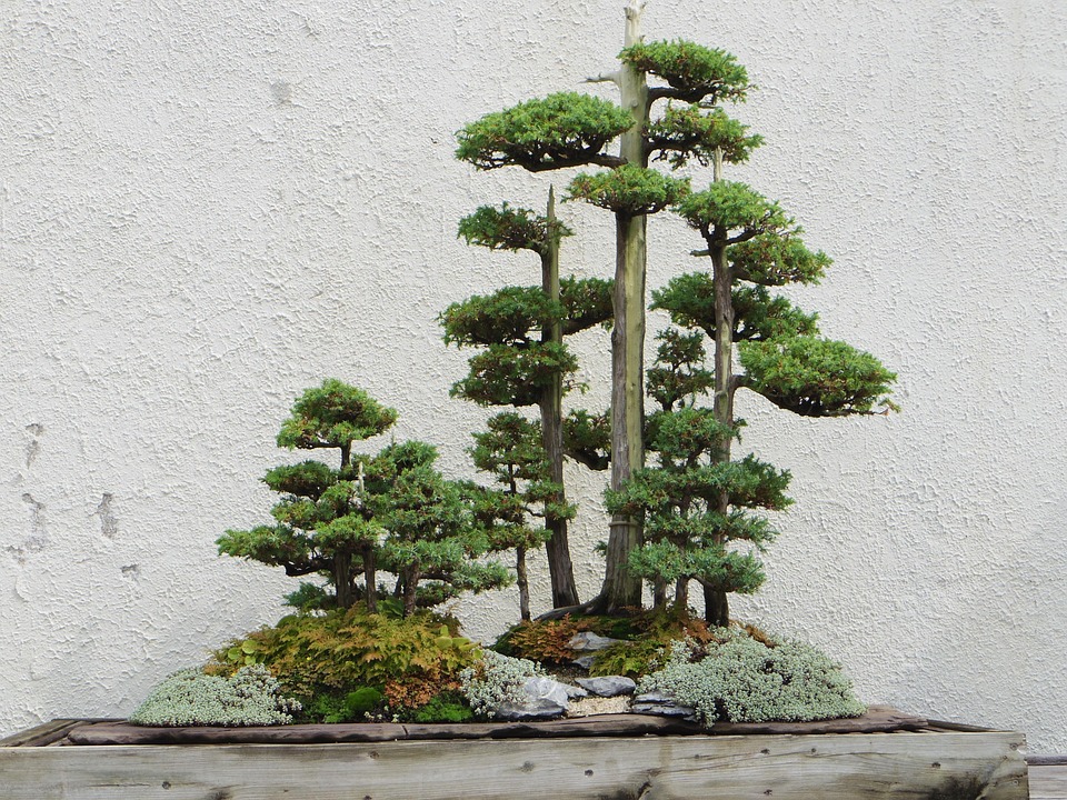 Bonsai Styles - Forest