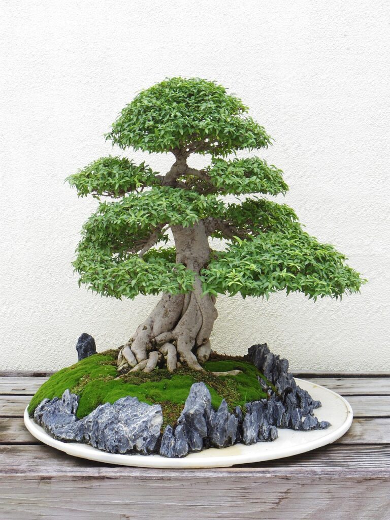 Bonsai Styles - Formal Upright
