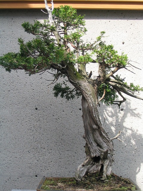 Bonsai Styles - Literati