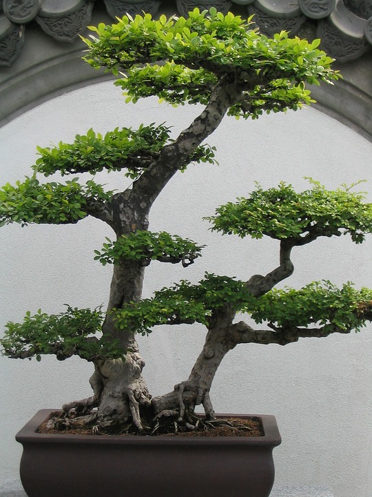 Bonsai Styles - Multitrunk