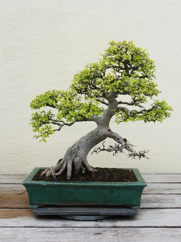 Bonsai Styles - Slanting
