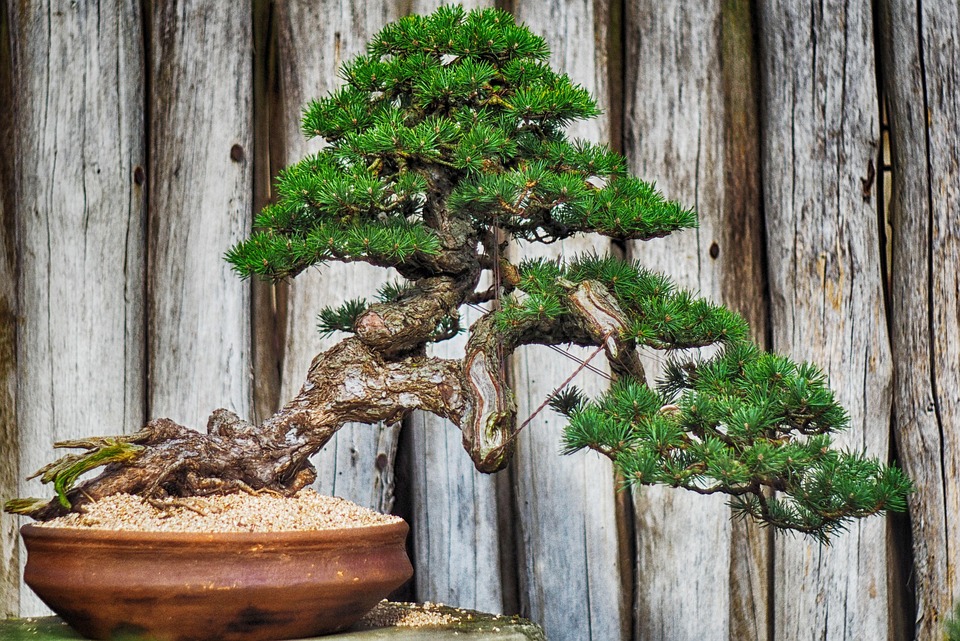 Bonsai Styles - Windswept