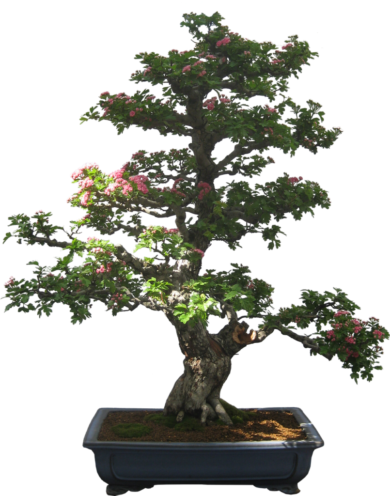 Bonsai Taxonomy - Genera