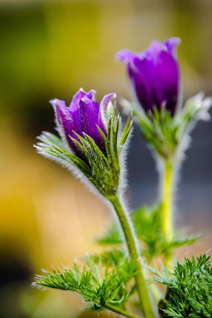 Bonsarium flowers