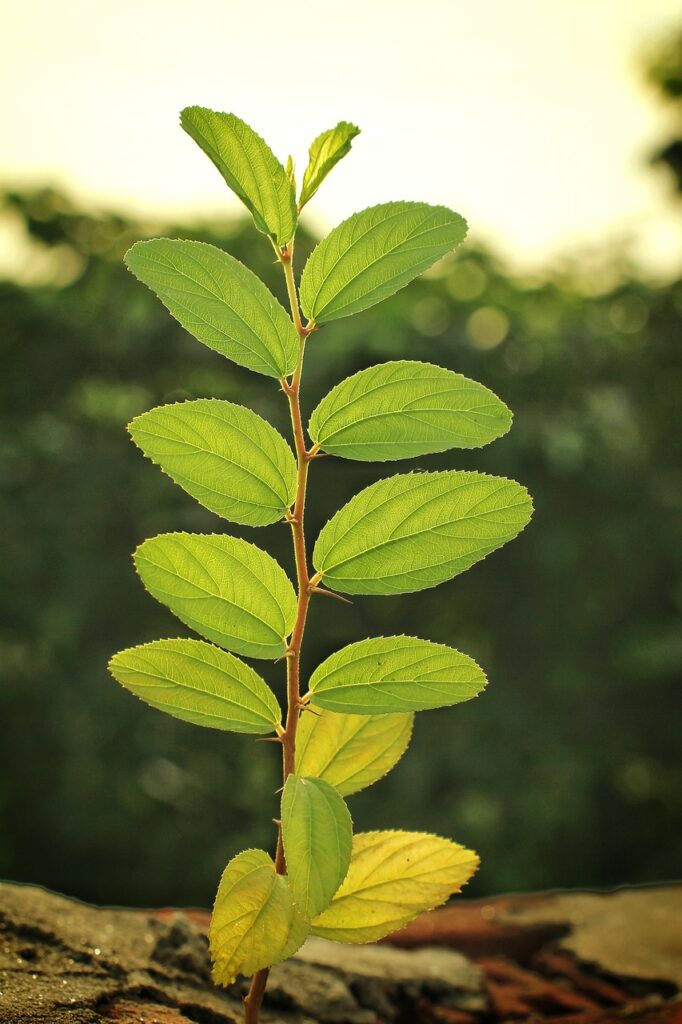 Bonsarium leaves
