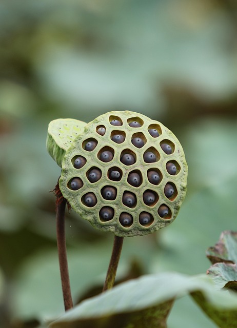 Bonsarium seeds and pods