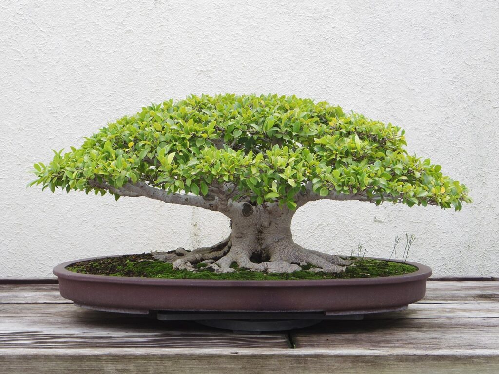 Indoor vs Outdoor Bonsai main