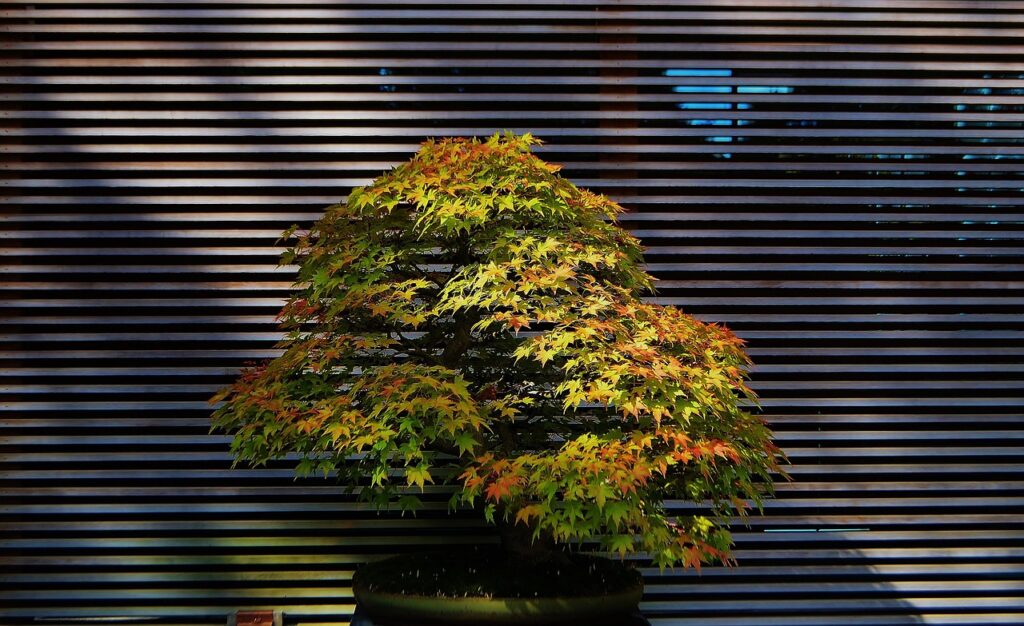 Indoor vs Outdoor Bonsai main