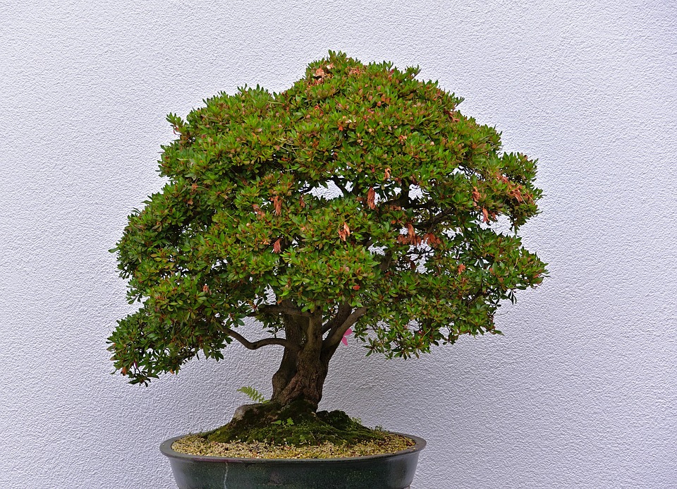 South African Bonsai Organisations
