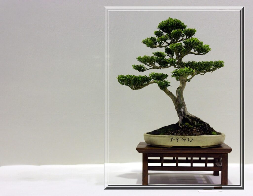 South African Bonsai Organisations