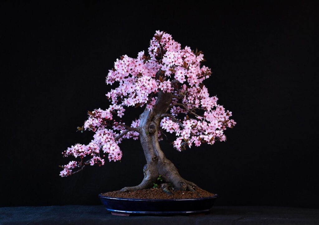 South African Bonsai Traditions & Laws 1
