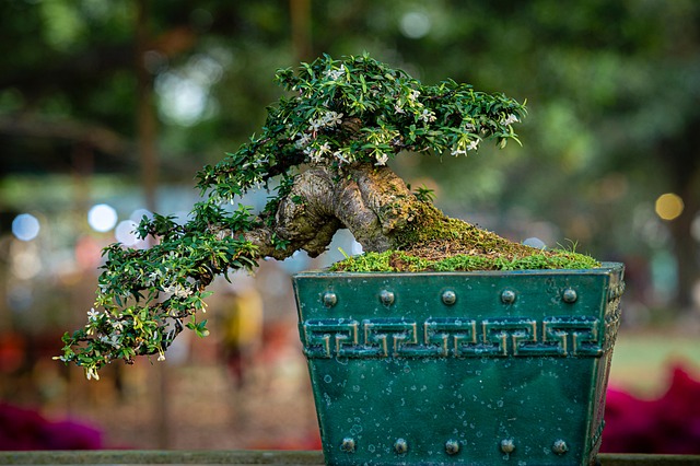 Discover how to design full and semi-cascade bonsai with proper shaping, species selection, potting and maintenance. A complete guide to mastering the dramatic elegance of the cascade style.