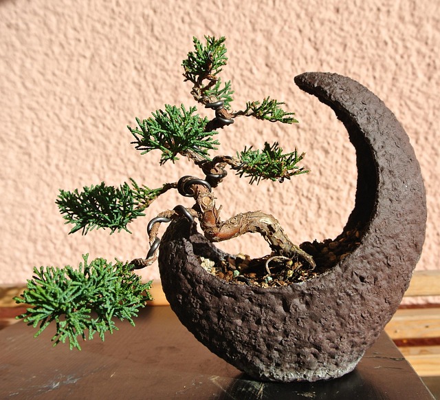 Cascade Style Bonsai Guide 5