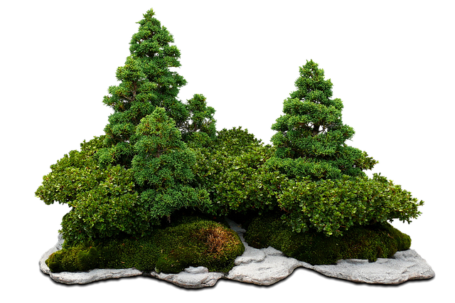 Forest Style Bonsai 1