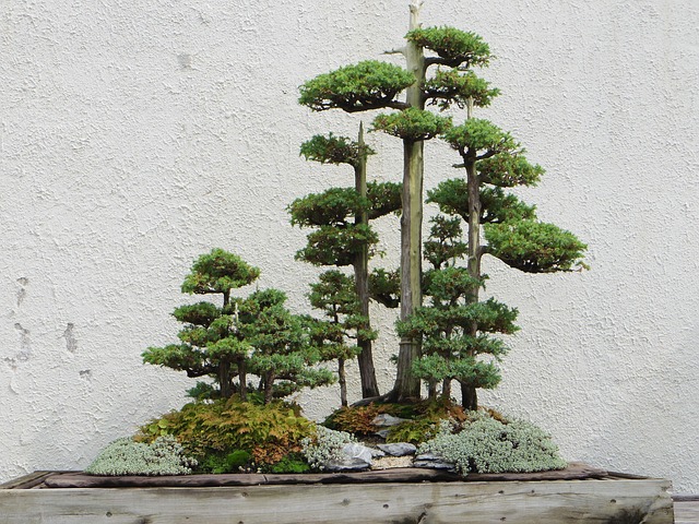 Forest Style Bonsai 1