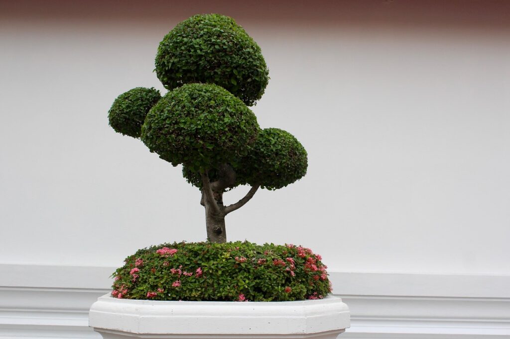 Formal upright style bonsai