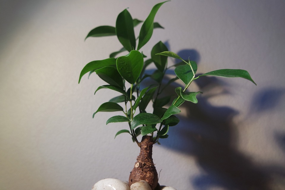 Formal upright style bonsai