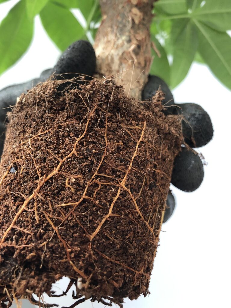 Learn how bonsai roots adapt to their shallow environment to absorb water, nutrients, and oxygen efficiently. From feeder roots to soil balance, this guide reveals the hidden science behind every healthy bonsai.