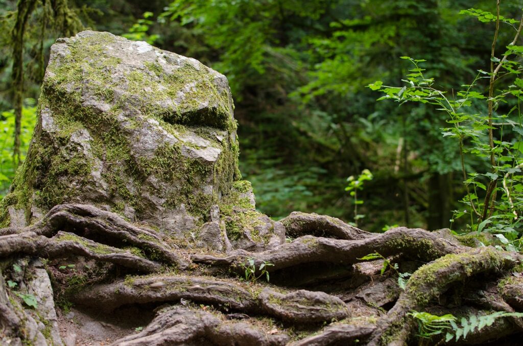 Learn how bonsai roots adapt to their shallow environment to absorb water, nutrients, and oxygen efficiently. From feeder roots to soil balance, this guide reveals the hidden science behind every healthy bonsai.