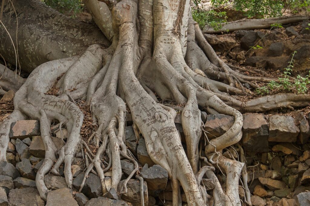 Learn how bonsai roots adapt to their shallow environment to absorb water, nutrients, and oxygen efficiently. From feeder roots to soil balance, this guide reveals the hidden science behind every healthy bonsai.