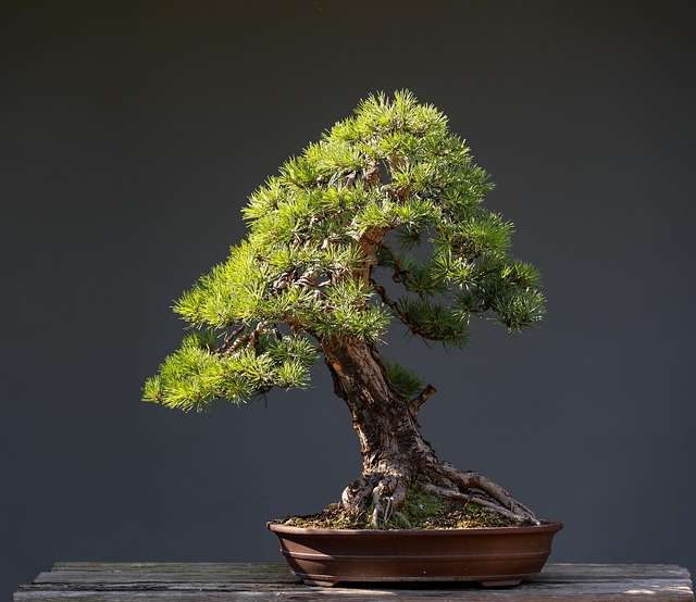 Informal upright style bonsai guide 1