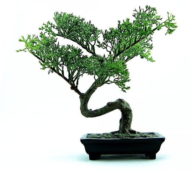 Informal upright style bonsai guide 1