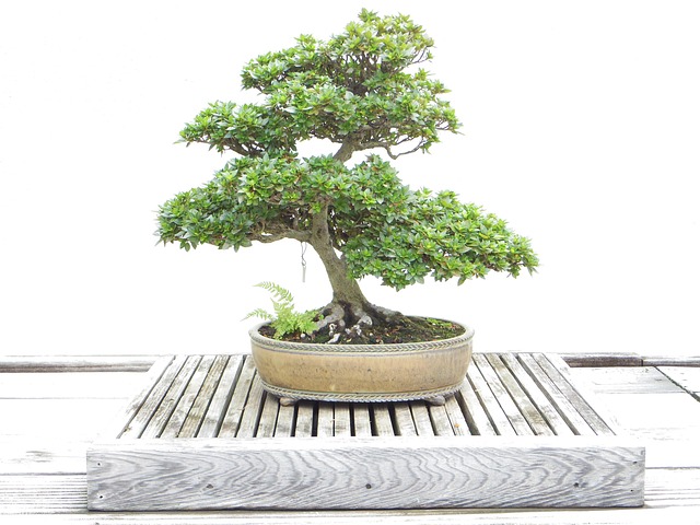 Informal upright style bonsai guide 1