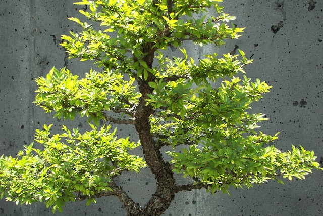 Informal upright style bonsai guide 1