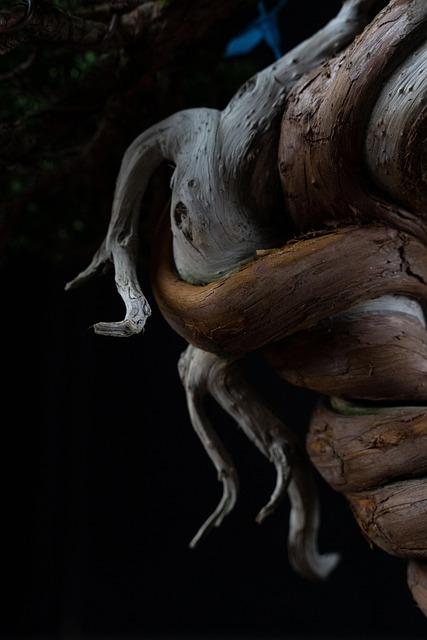 Literati style bonsai guide