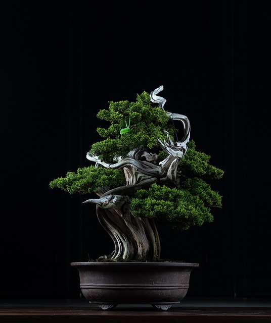 Literati style bonsai guide