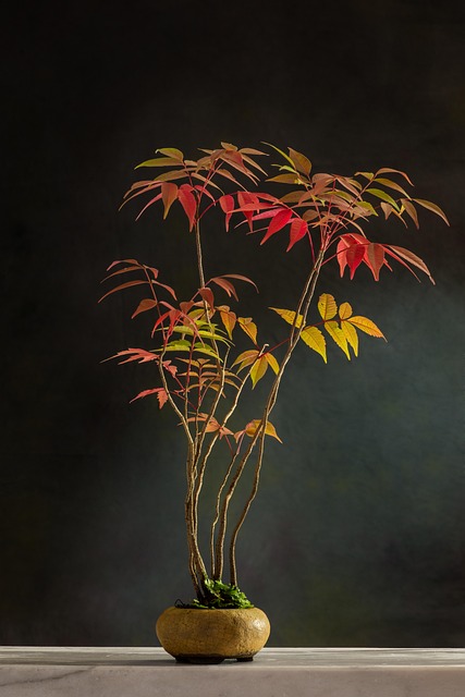 Multitrunk Style Bonsai main
