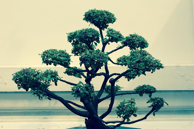 Multitrunk Style Bonsai main