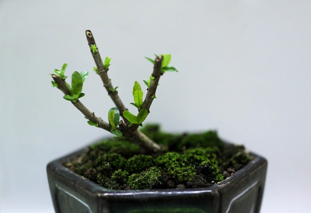 Multitrunk Style Bonsai main