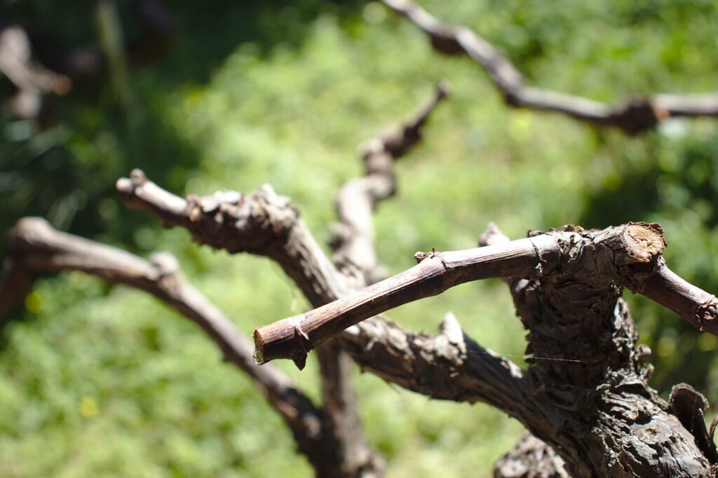 Pruning a bonsai tree main