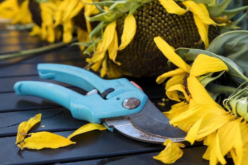 Pruning a bonsai tree main
