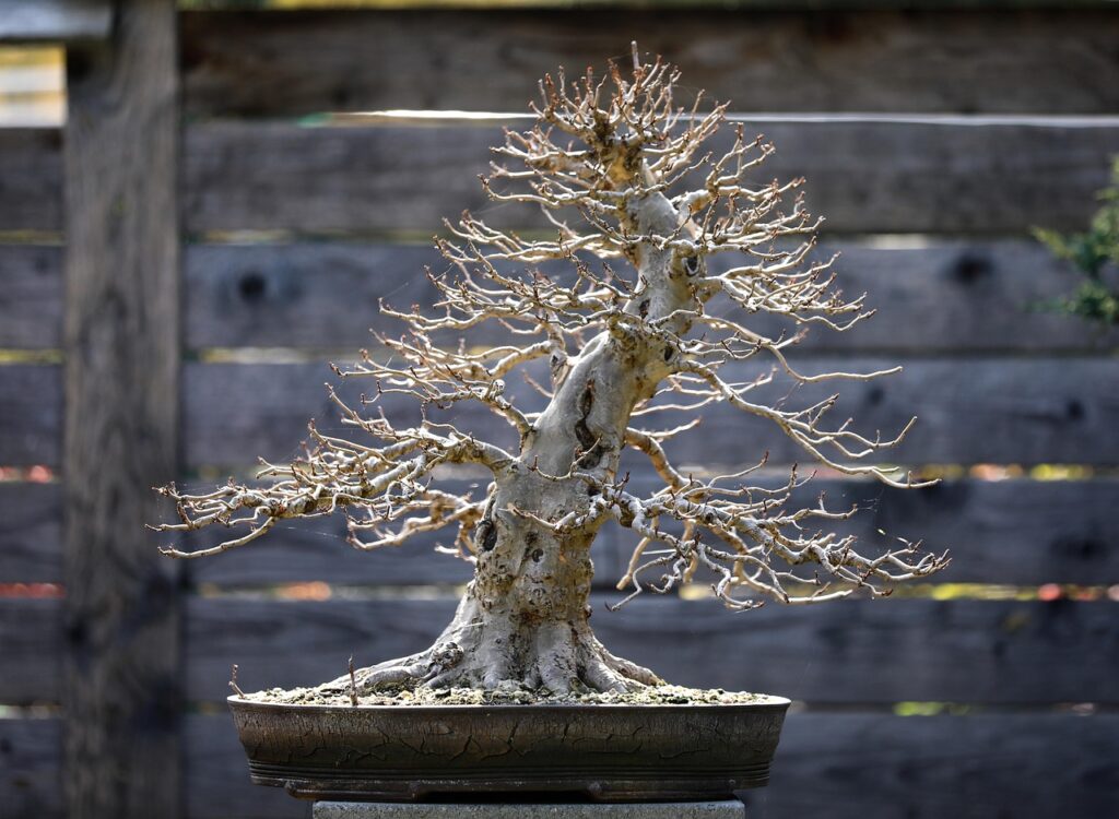 Pruning a bonsai tree main