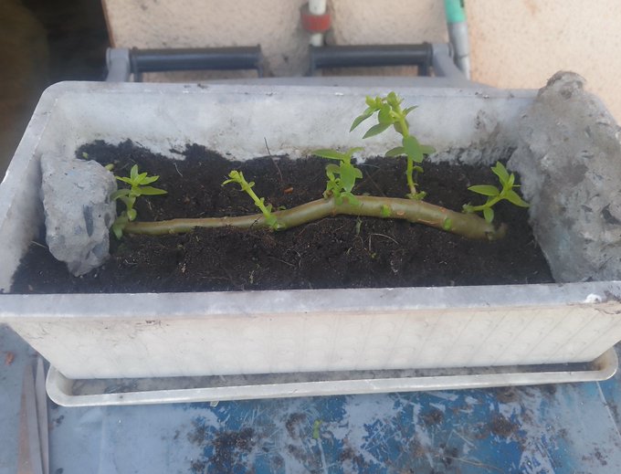 Raft style bonsai guide main