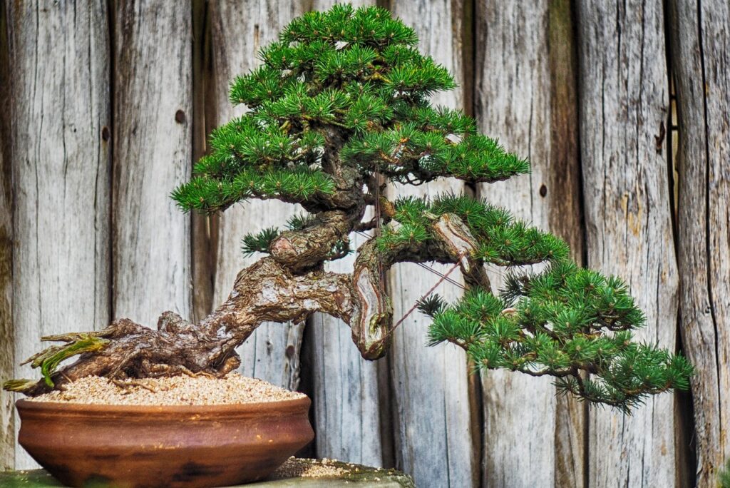 Shaping a bonsai tree 