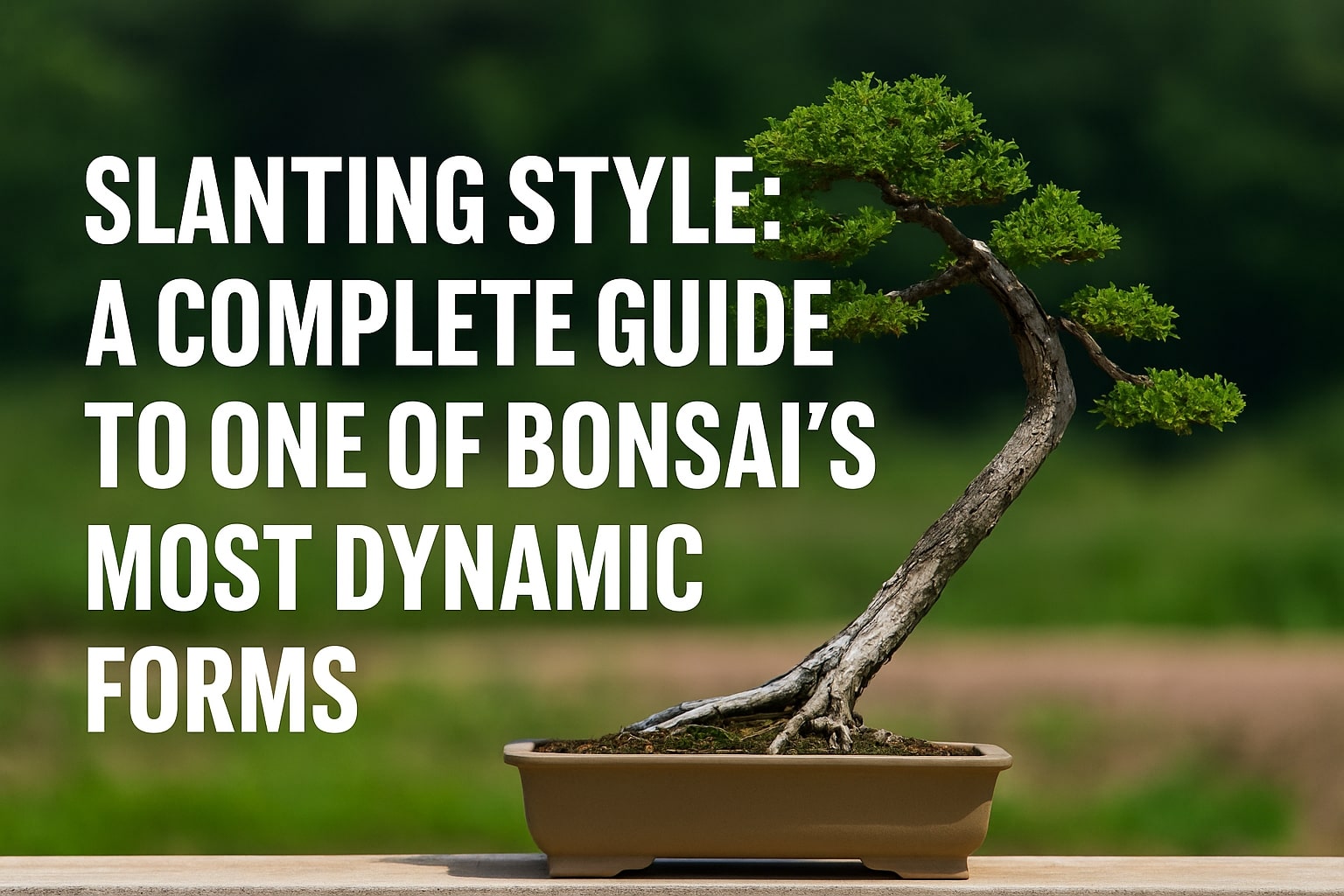 Slanting style bonsai guide